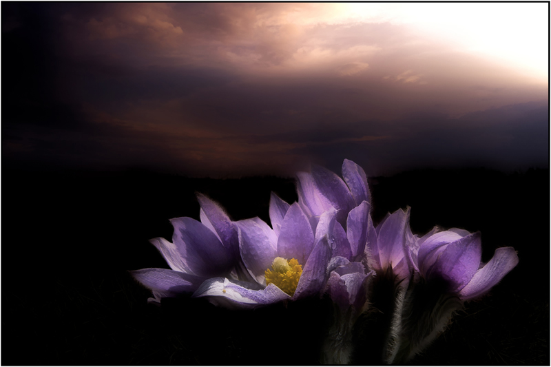 Crocus Au Noir by Marlene Smith